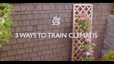 How To Train Clematis