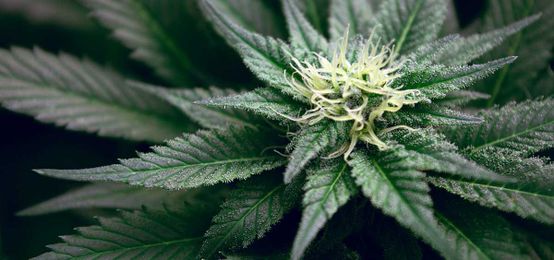 Study: Medical Cannabis Cancer Patients See ‘Significant’ Symptom Reduction