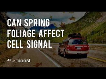 Do Trees Really Block Cell Signals?