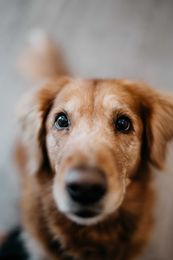 Pet Spring Allergies Checklist: What to Look for