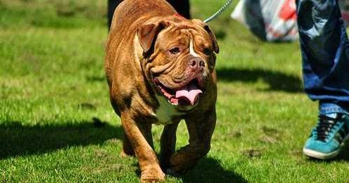 Good Human: 11 Dog Park Manners to Obey