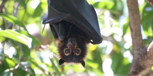 These Incredible Facts and Photos Prove That Bats Aren't As Creepy as They Seem