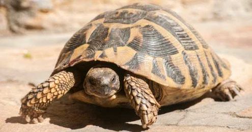10 Facts About Amazing Turtles And Tortoises