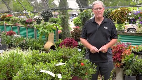 Gardening with Greg: Planting Azaleas