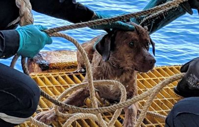 What should they name the dog found 135 miles offshore?