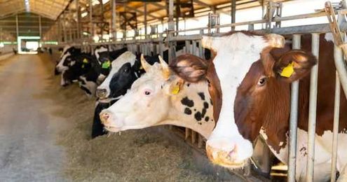 Artificial Intelligence In The Dairy Barn