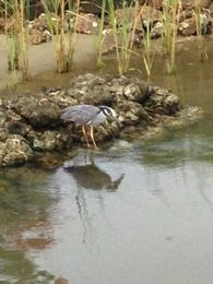 Exploring with Oyster Cultivation