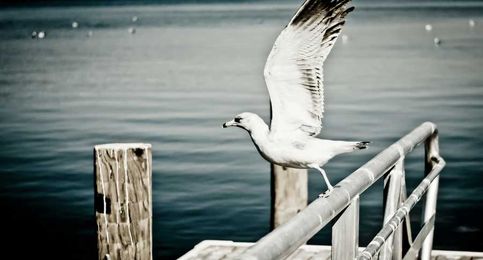 Is Getting Pooped on by a Bird Really Good Luck?