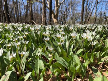 Revel in a Wildflower Tour of Forest Park