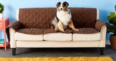 What Pet-Owners Need To Clean And Protect Their Furniture According to Experts