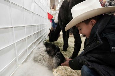 Petting Zoos Linked To Serious Multidrug Resistant Bacteria, Study Says