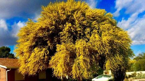 18 photos of palo verde trees guaranteed to make you sneeze