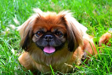 10 of our Favorite Breeds of Small Dogs