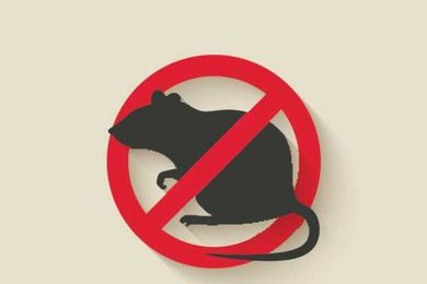 Protect Your Home From Critters This Season With These Tips