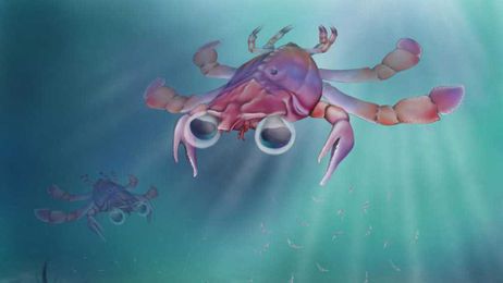 Scientists Discover 'Strangest Crab That Ever Lived'