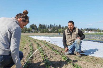 Agriculture census shows how farms changing in Skagit