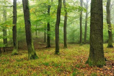 Why choosing recycled paper is more important than ever