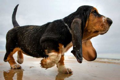 Dog Limping: Causes, Treatment, & When to See a Vet