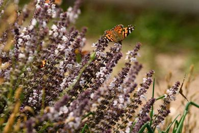 Getting into the weeds on how to prep soil for gardening