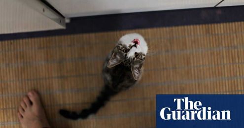 Tim Dowling: I’ve outwitted the cat, the tortoise and the coffee maker