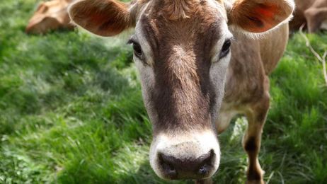AP: Unraveling the mystery of whether cows fart