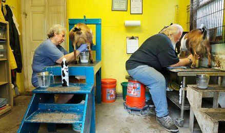 Why are dairy goats the decade’s fastest growing livestock segment?