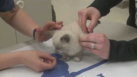 It's the time of year: Beware of Rabies