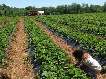 PYOP: Pick Your Own Produce at These Local Farms