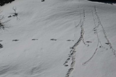 The Indian army reports it found yeti footprints in Nepal. Skepticism ensues.