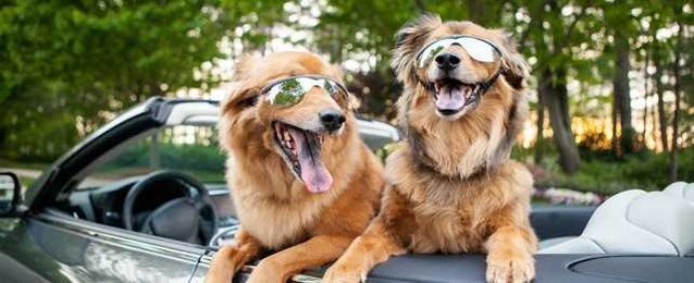 Driving Daisy: Things to Consider for Dogs Riding in Cars