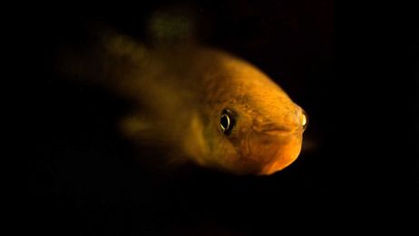 This Fish Has Evolved to Thrive in Intensely Polluted Water