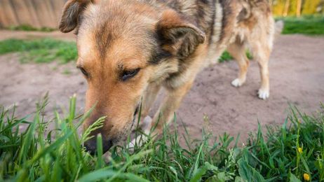 My Pet World: Why do dogs eat grass and vomit?