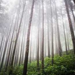 Forests play vital role in empowering people, promoting economic growth and combating climate change