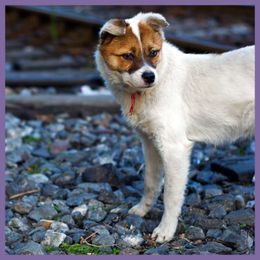 Wag N' Wash® Natural Pet Food & Grooming