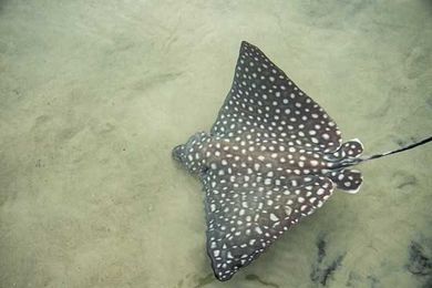 Look at these cute spotted eagle ray pups that were born at Discovery Cove