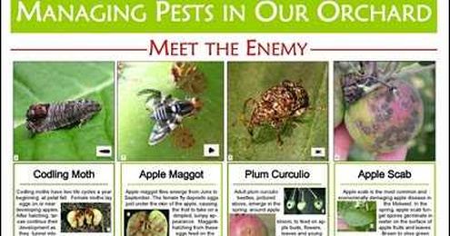 Main Pests, Tree Growth Stages and Spray Guide
