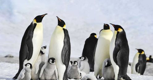 One Of The World’s Largest Penguin Colonies Has Officially Disappeared