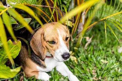 Caring for Three-Legged Dogs and Cats