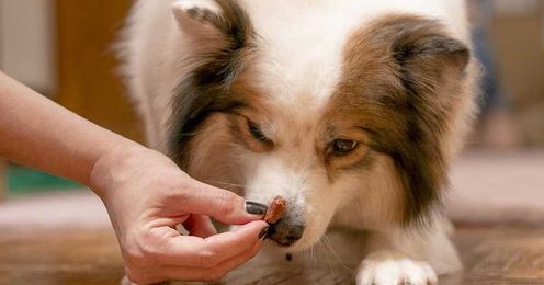 Clicker-plus-food and food-only are equally good dog training methods