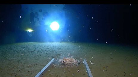 Deepest dump? American explorer spots plastic garbage in world's deepest ocean
