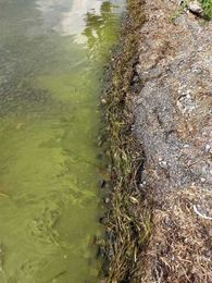 Pilot program aims to detect harmful blooms in Finger Lakes