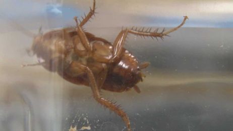 House of Horrors: How to prevent an insect infestation in your own home