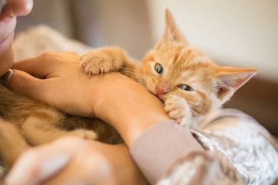 Tips to Stop Your Kitten From Scratching and Biting Behavior