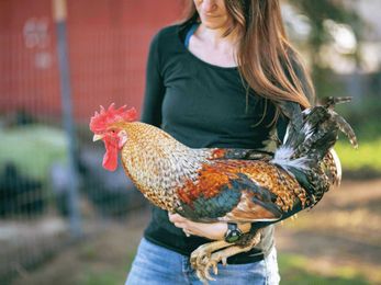 Why Chickens Should Be Your Next Pet