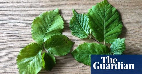Country diary: it's hard to see how English elms can have survived