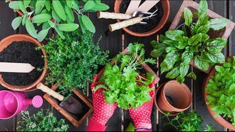 Create a lasting container garden
