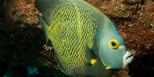 Do You Know About Marine Animals?