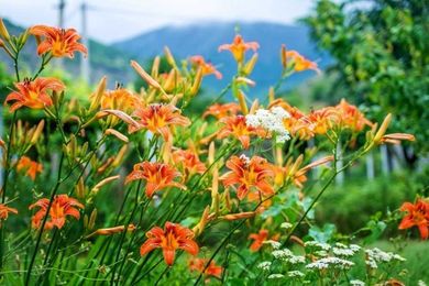 Give Perennials Some Love and More Leg Room