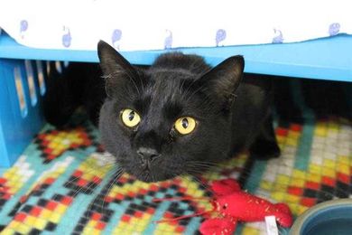 Will You Help Luey Find His Forever Home?