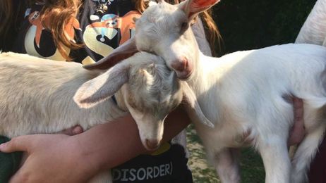 You've GOAT to be kidding, goat therapy is a real thing
